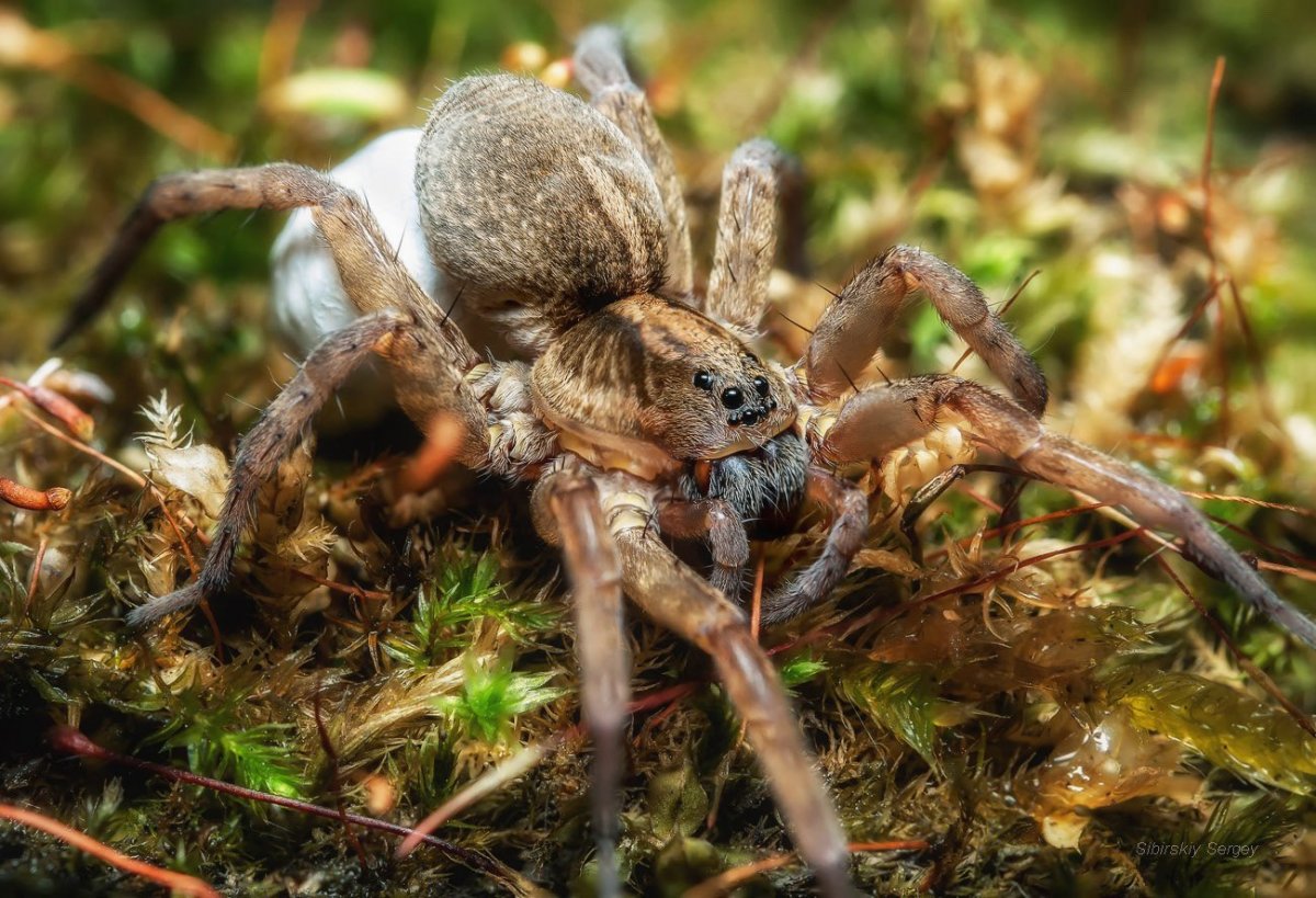 Latrodectus mactans (чёрная вдова)