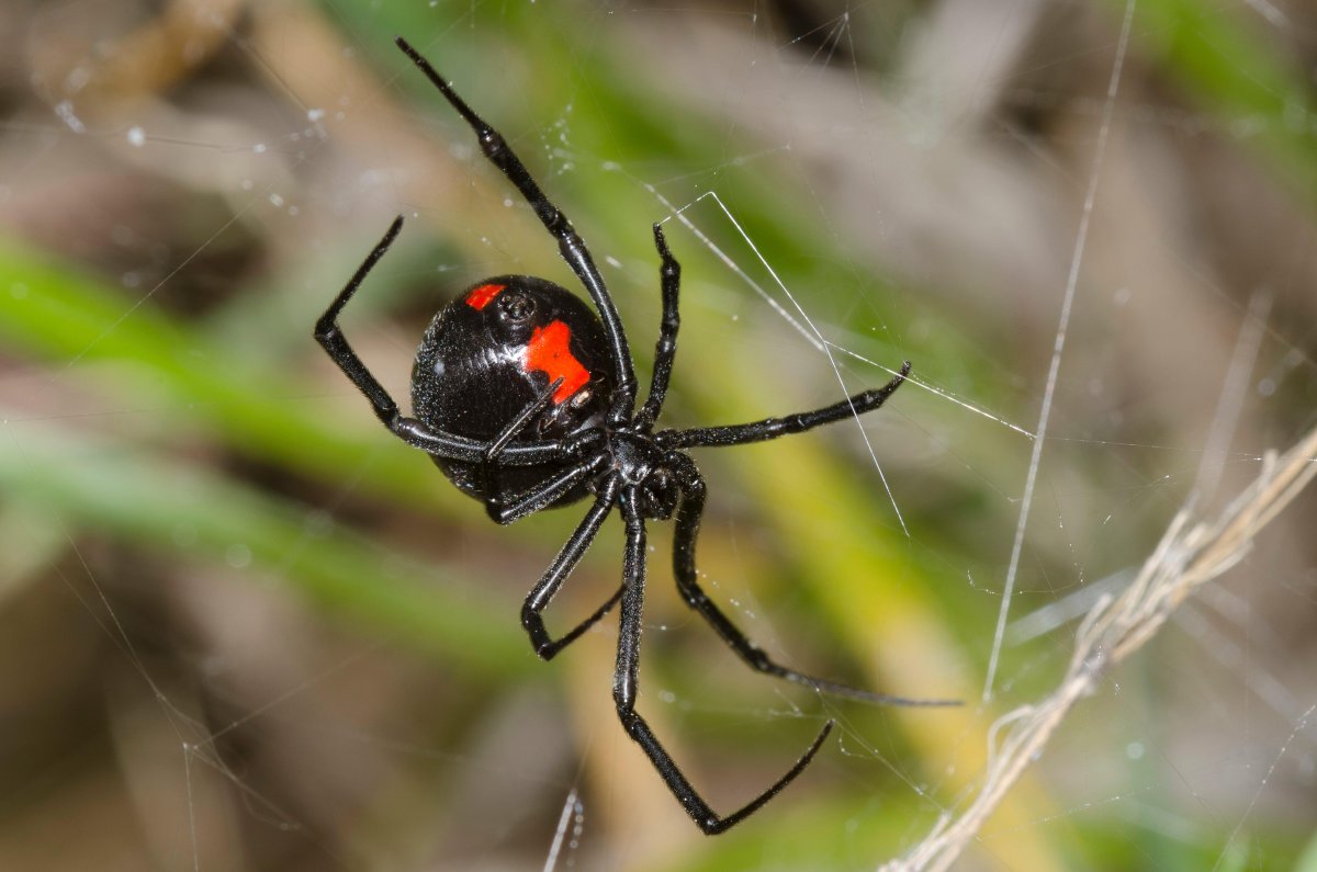 Паук черная вдова Каракурт