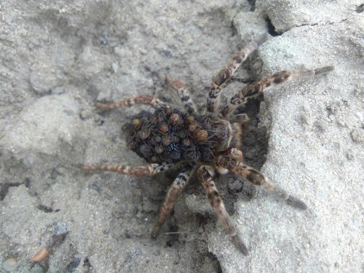 Даурский паук волк