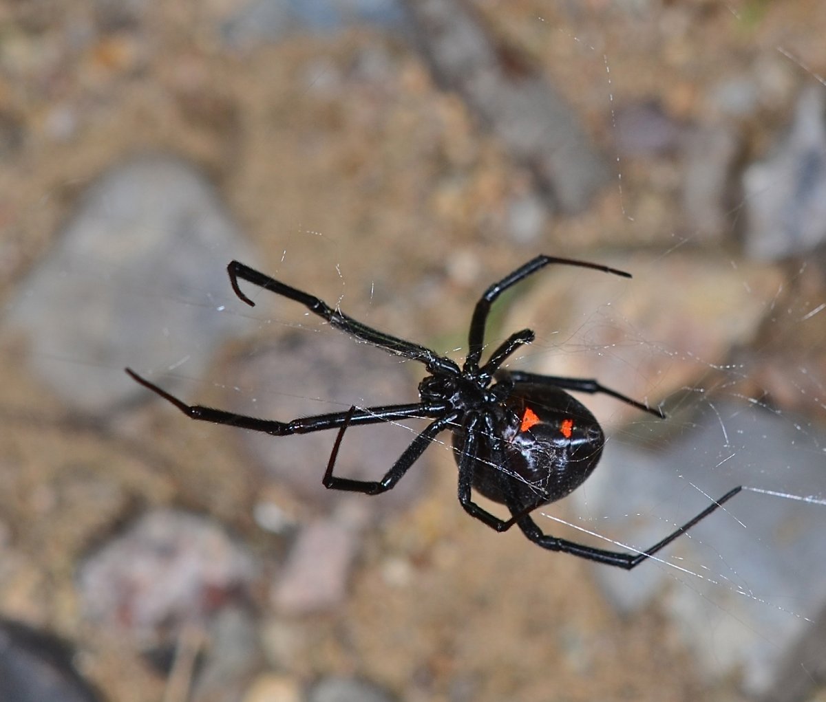 Паук эрезус красный