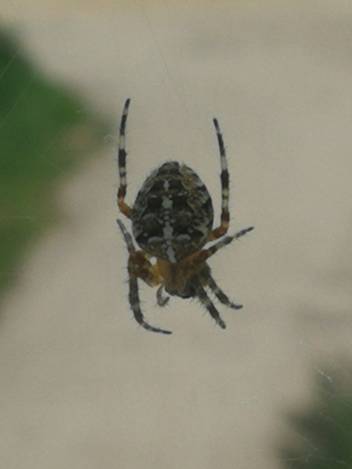 Araneus diadematus - крестовик