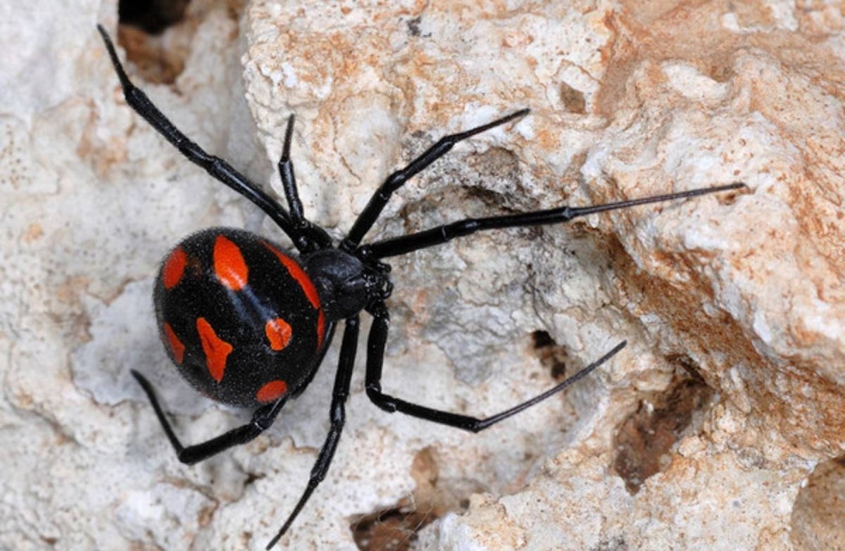Каракурт (Latrodectus mactans)