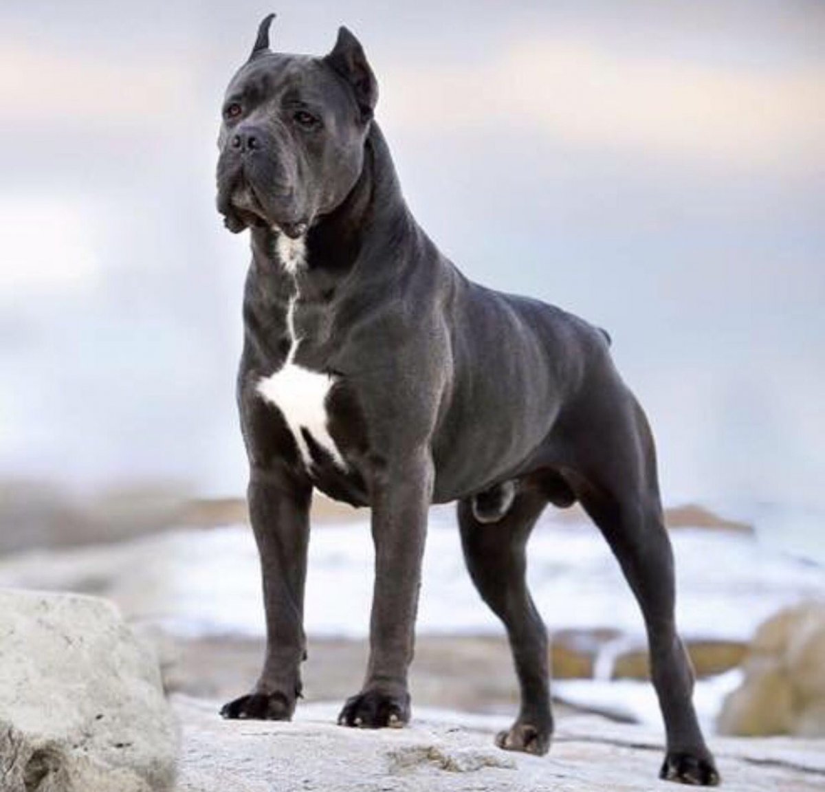 Кане Корсо белый