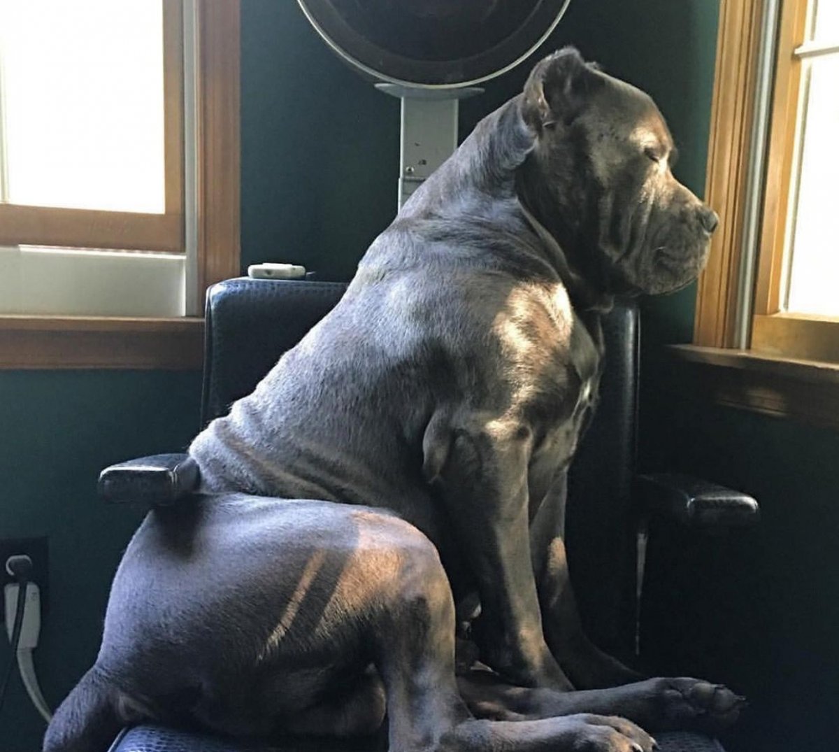 Сильвер лабрадор