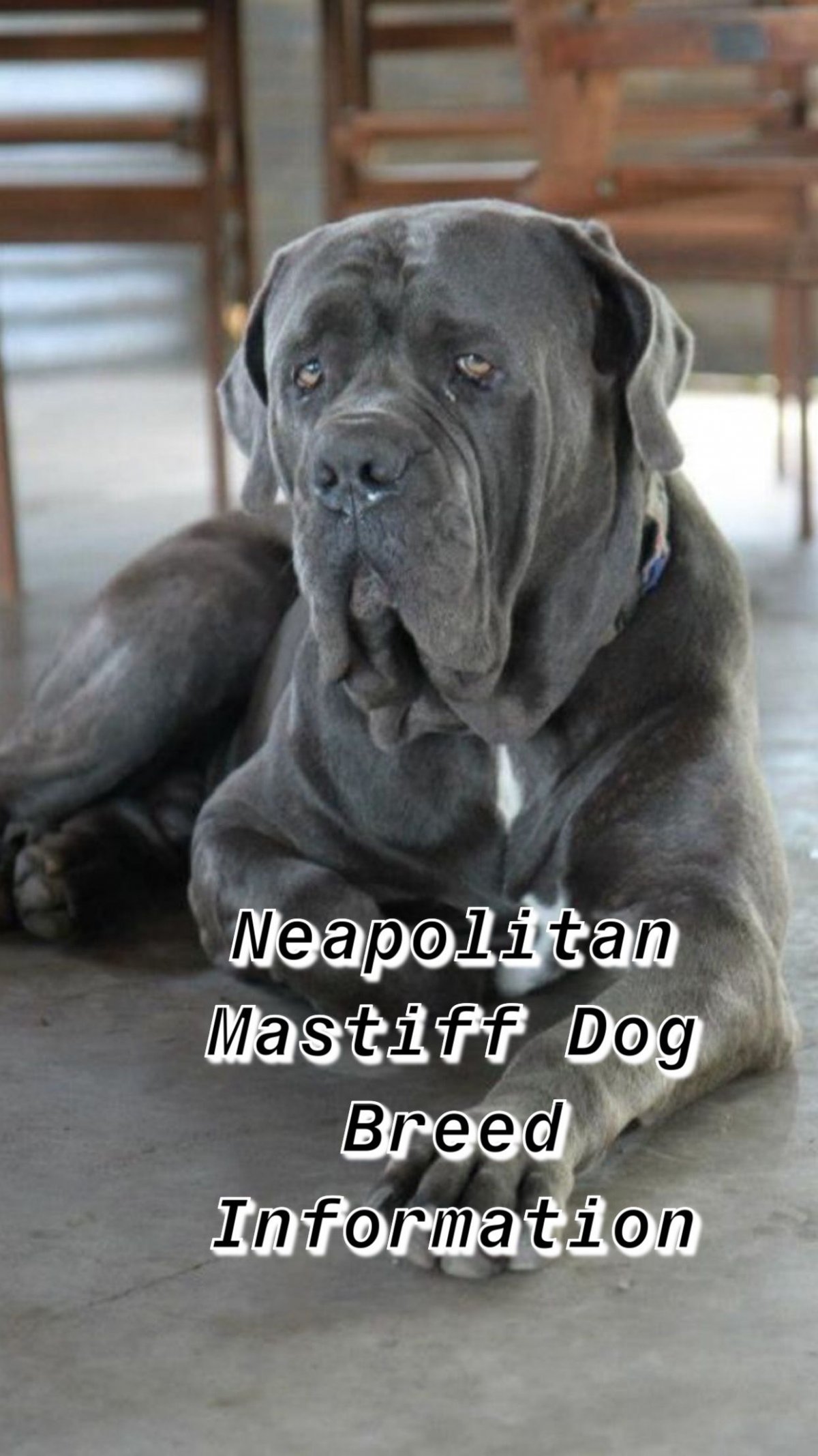 Мастиф собака Неаполитанская