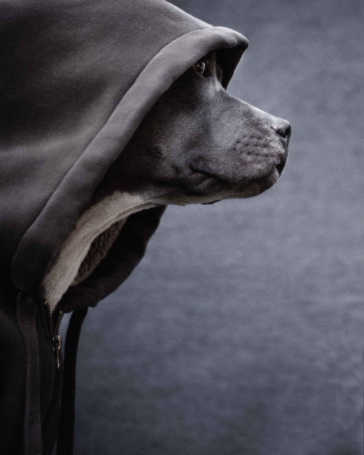 Немецкий дог и мастиф