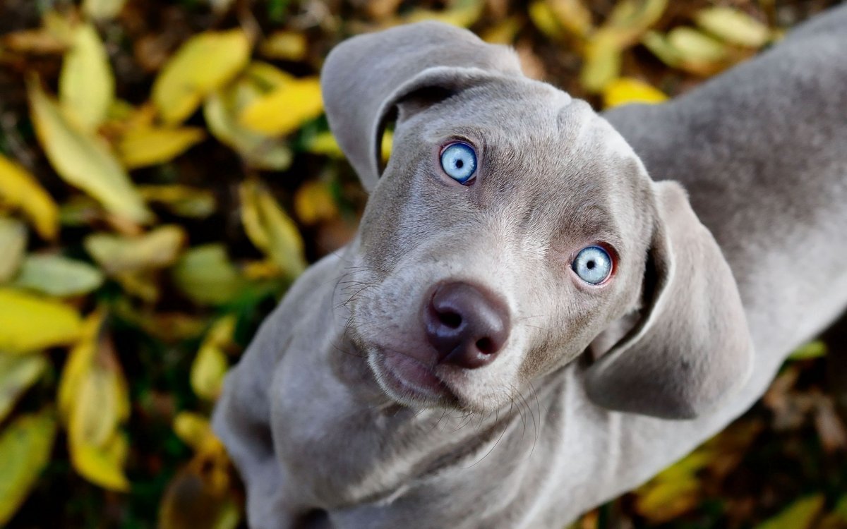 Blue great Dane порода