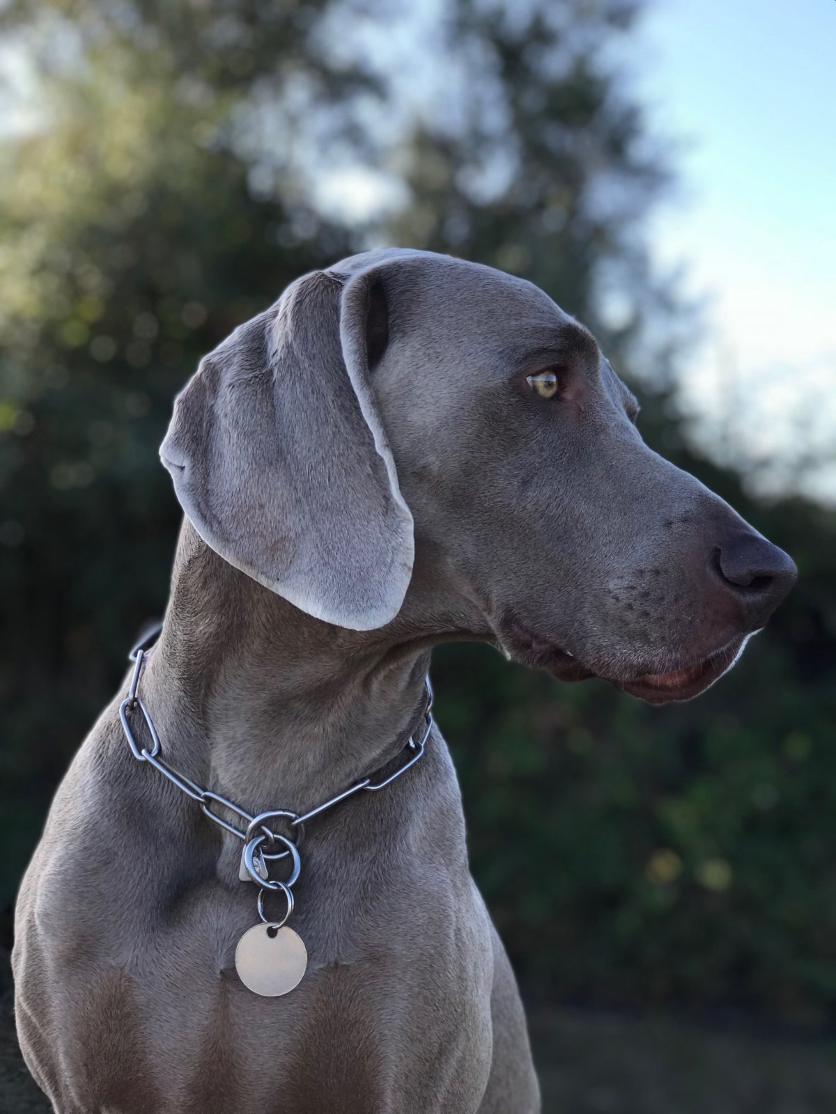 Веймаранер голубой