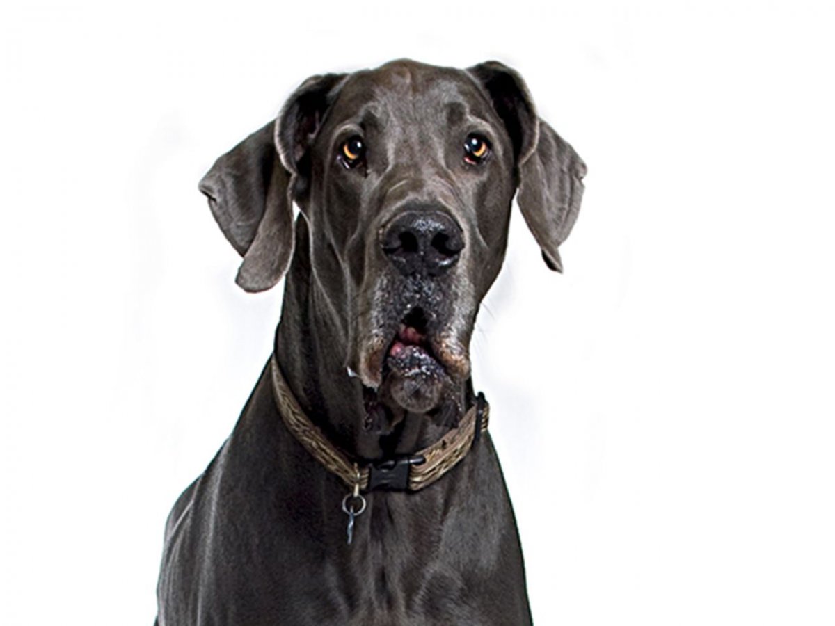 Большая собака