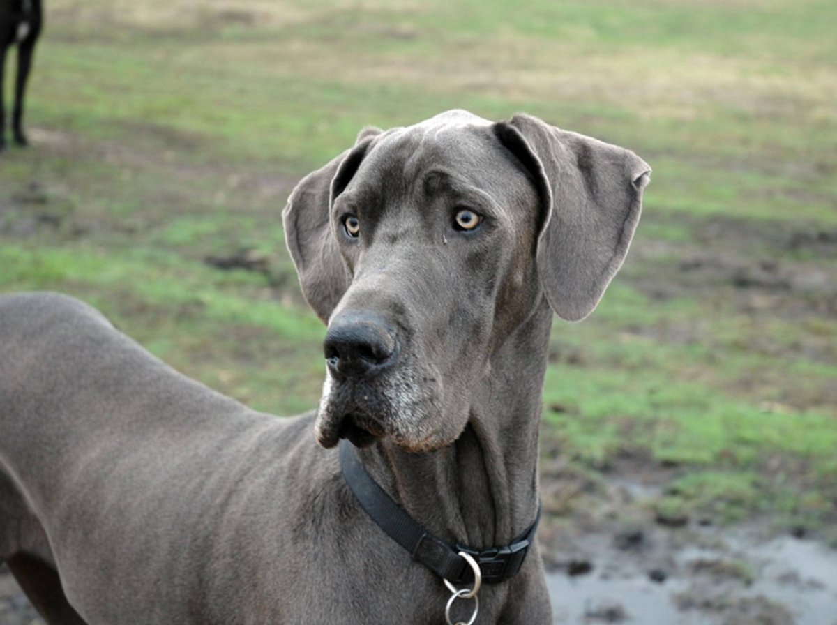 Гончая Веймаранер