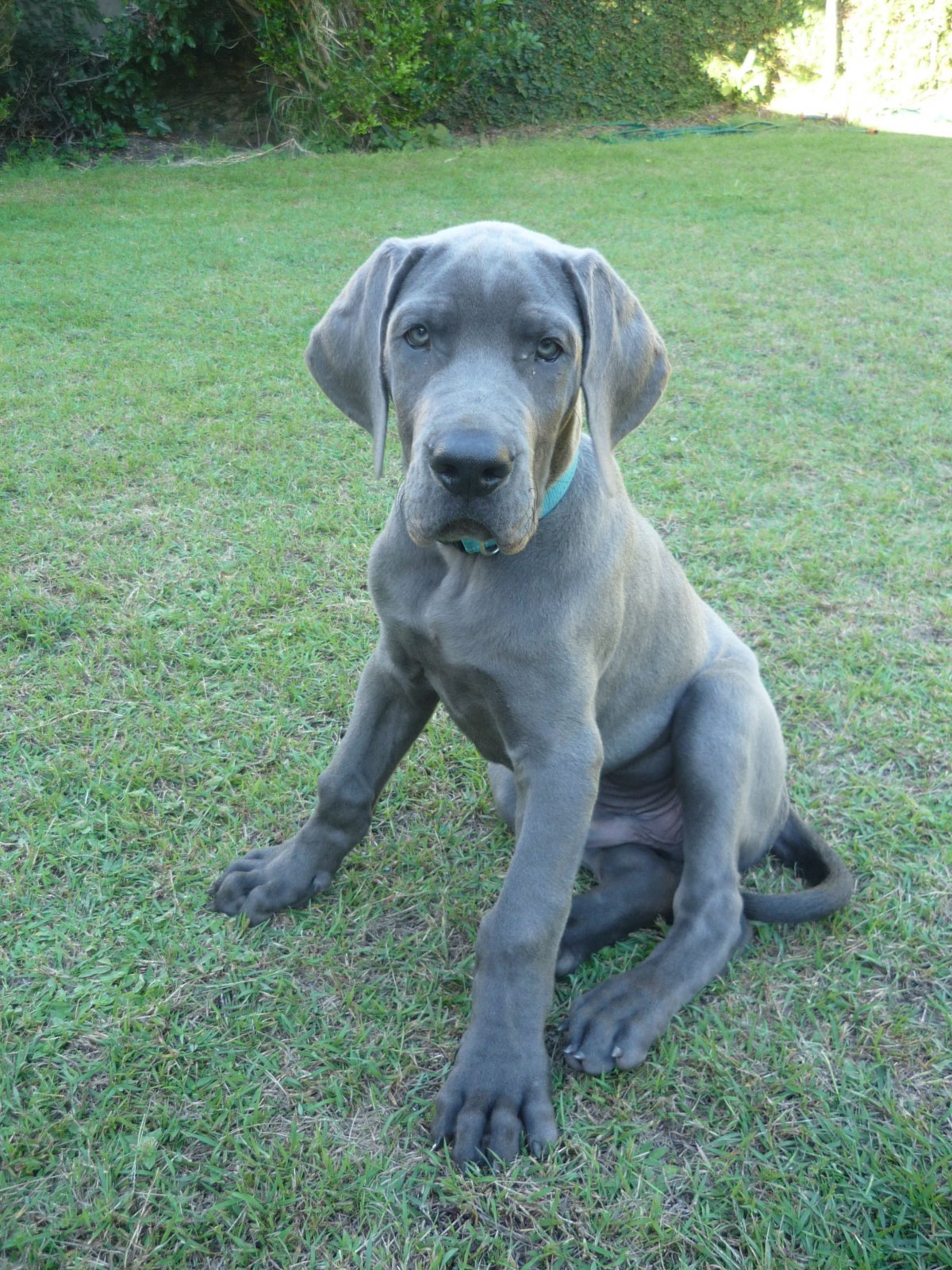 Порода Королевский дог