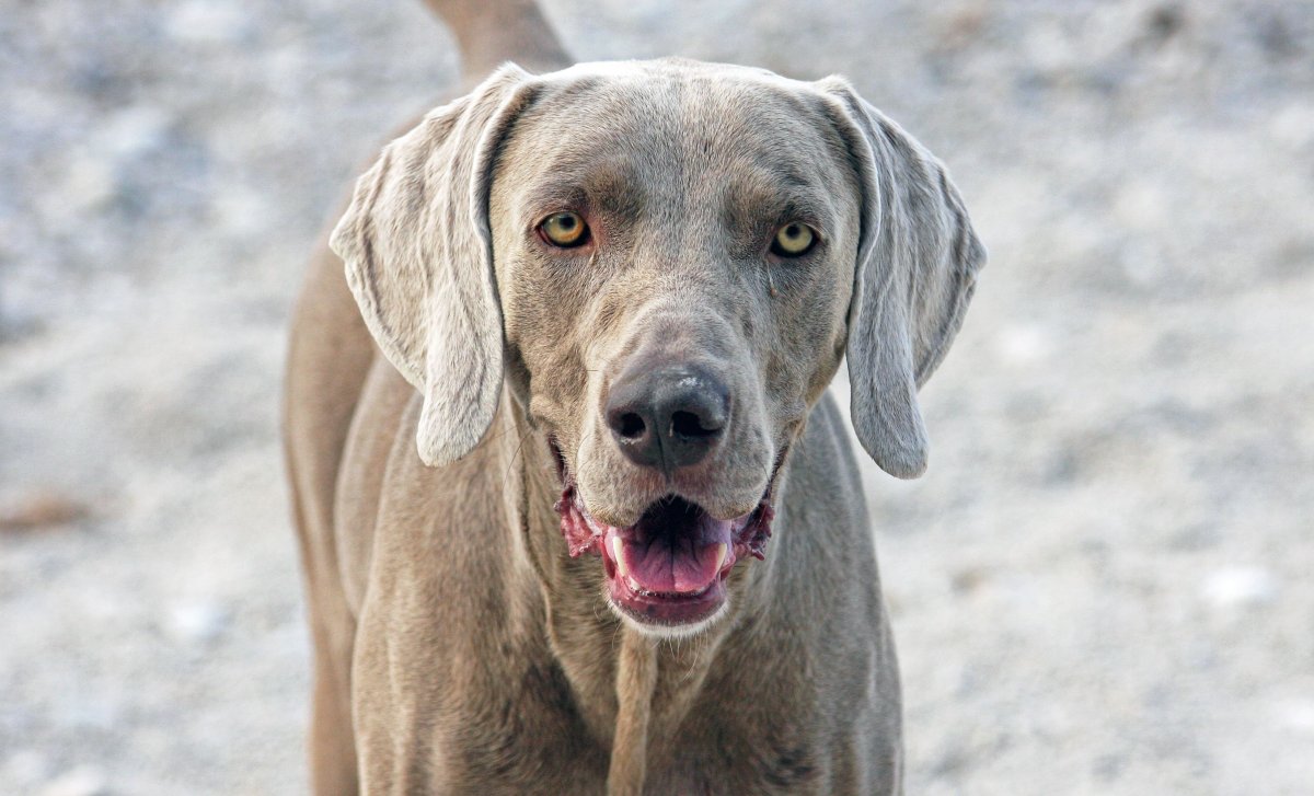 Некупированный Веймаранер