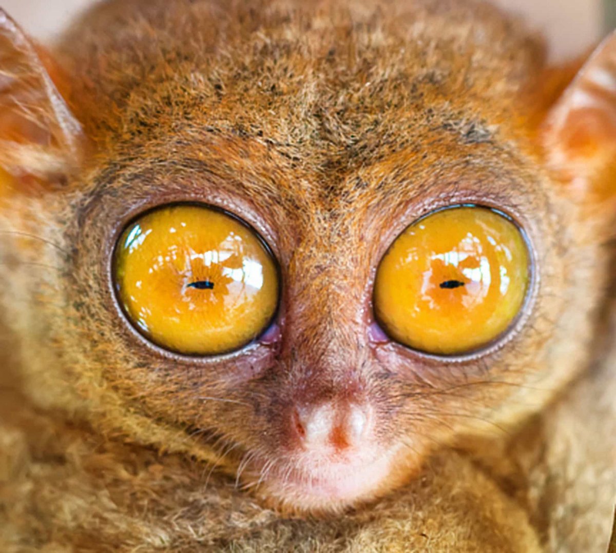 Филиппинский долгопят это лемур