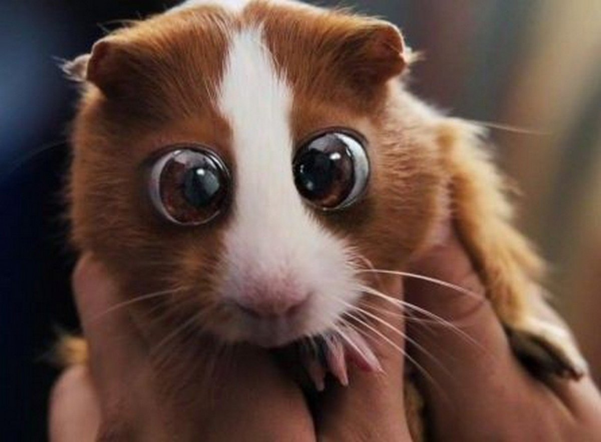 Лемур долгопят