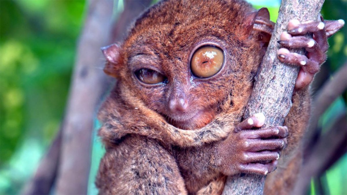 Лемур Лори глаза