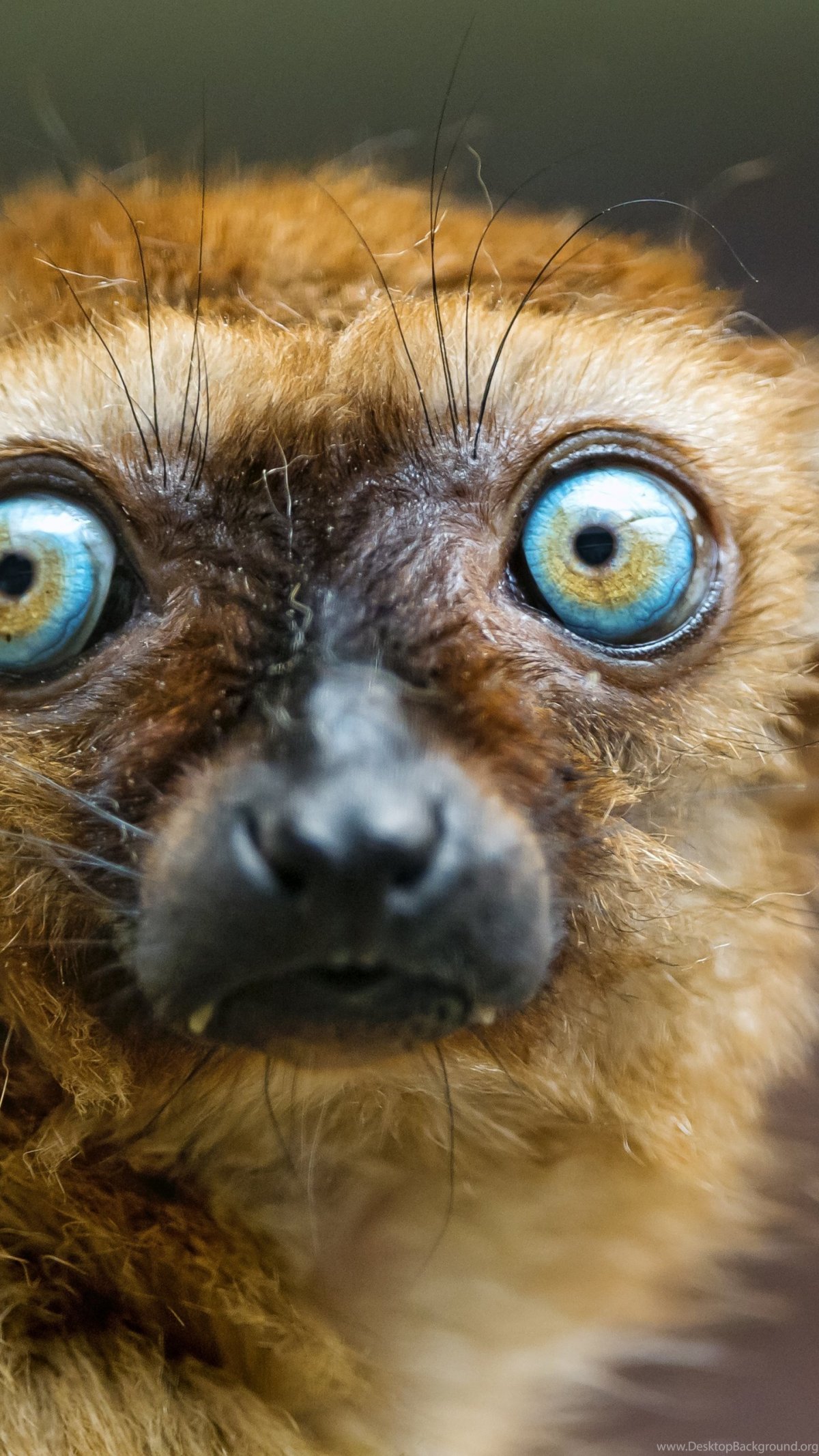 Долгопят Диана