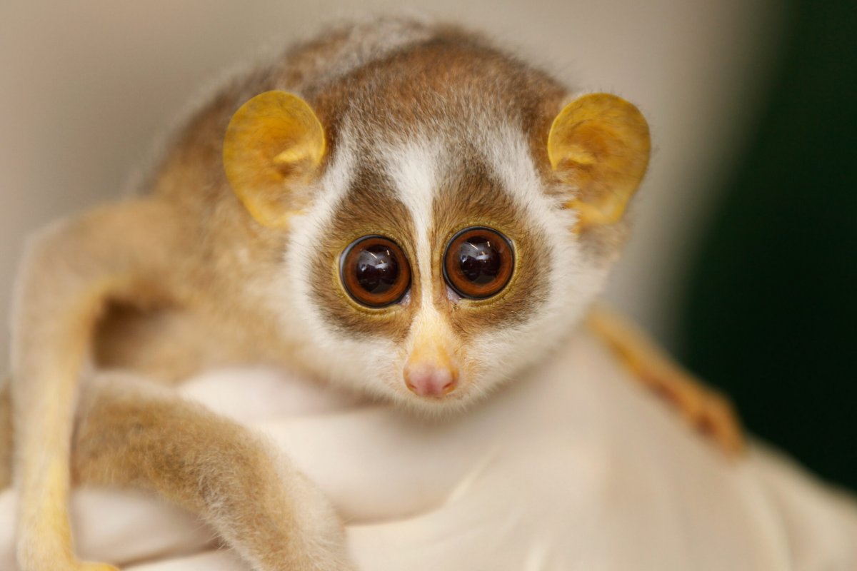 Обезьянка с большими глазами