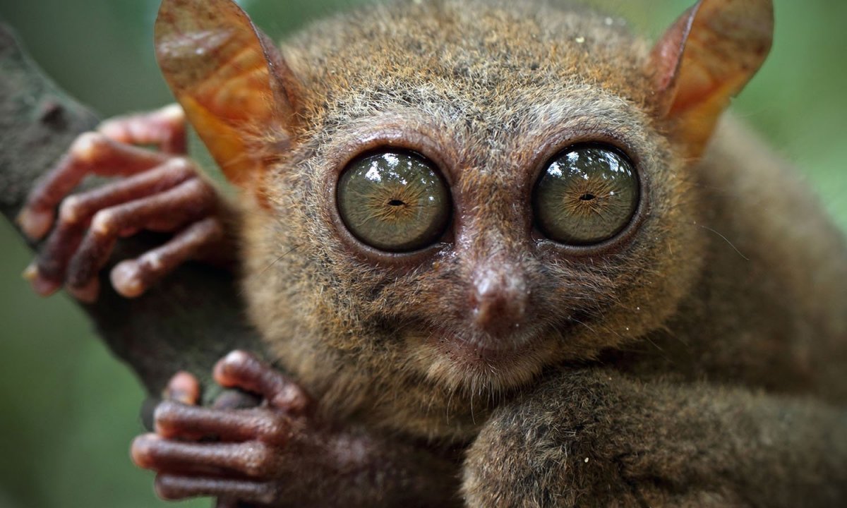 Лемур долгопят животные