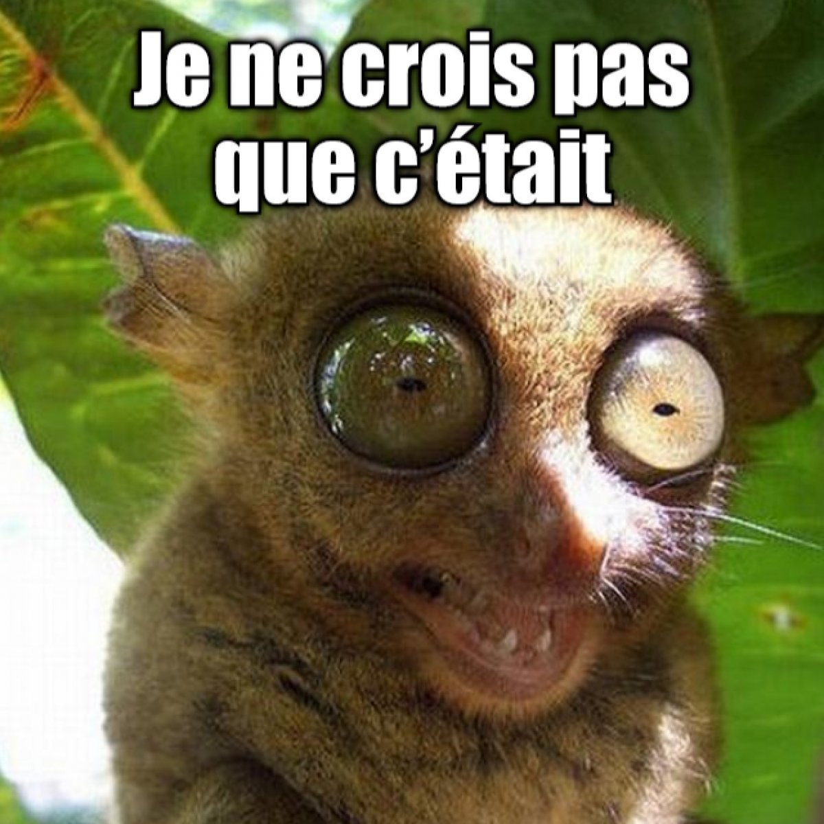 Мышиный лемур