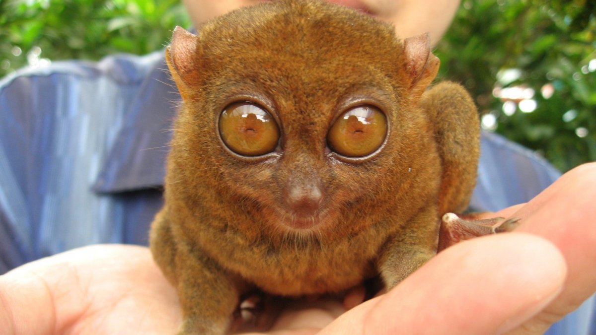 Лемур Лори глаза