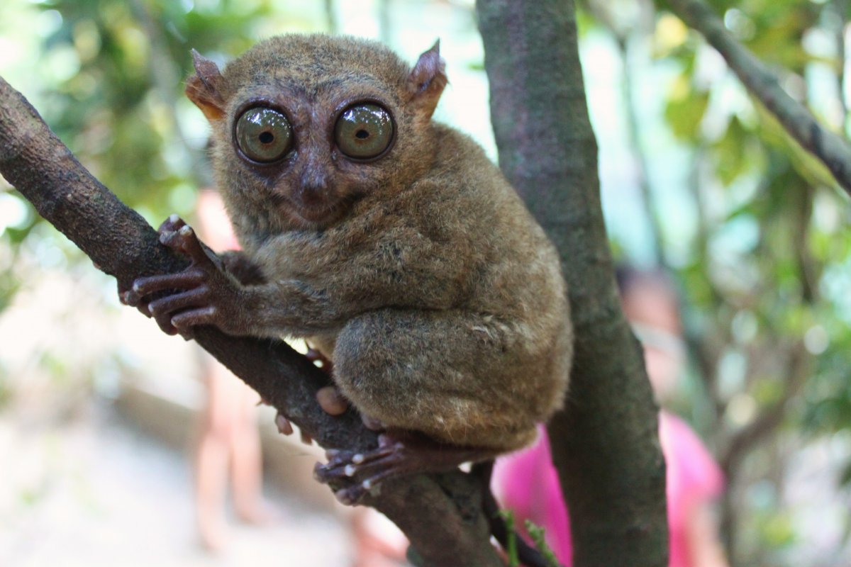 Лори, долгопят, галаго