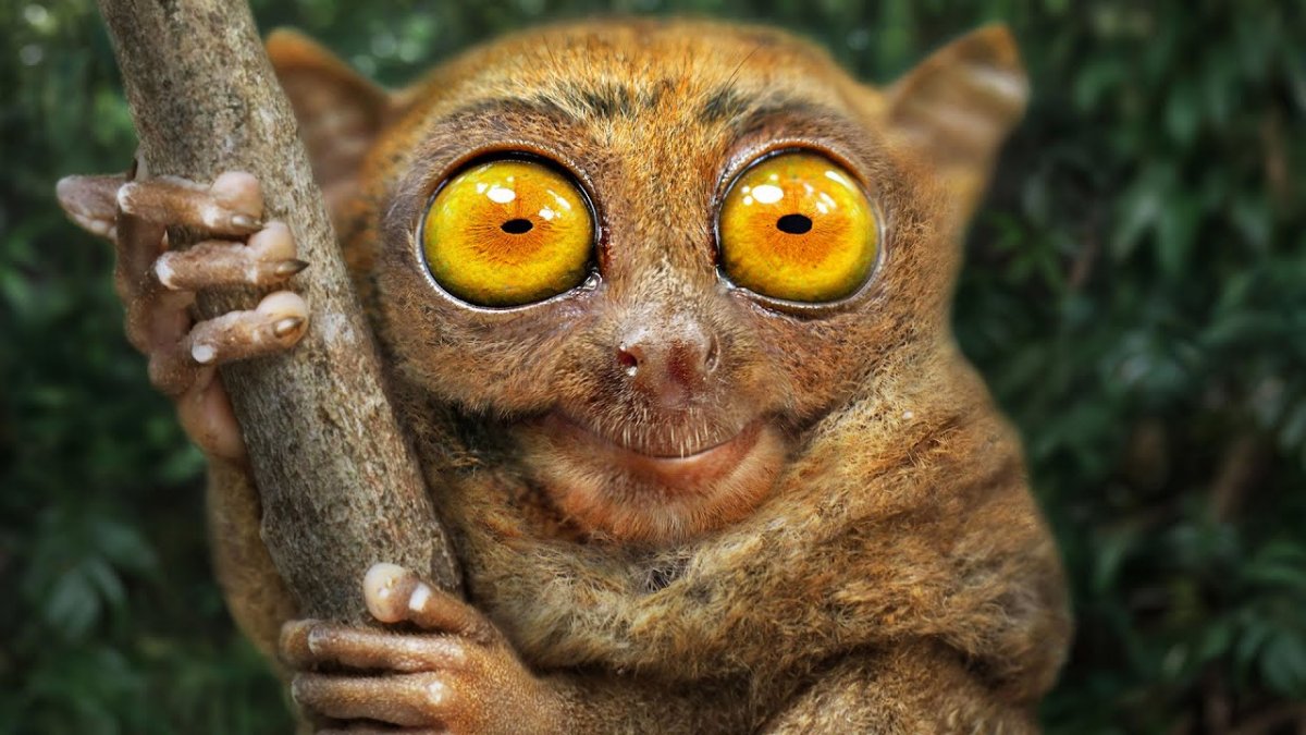 Суматранский долгопят