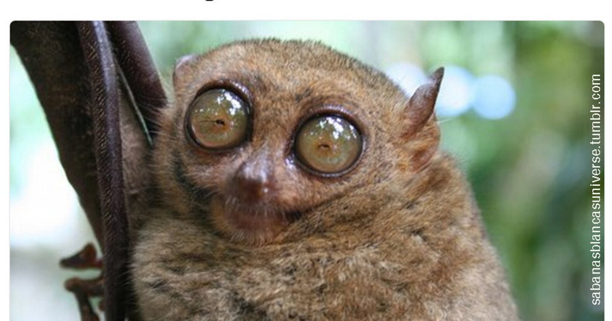 Лемур долгопят