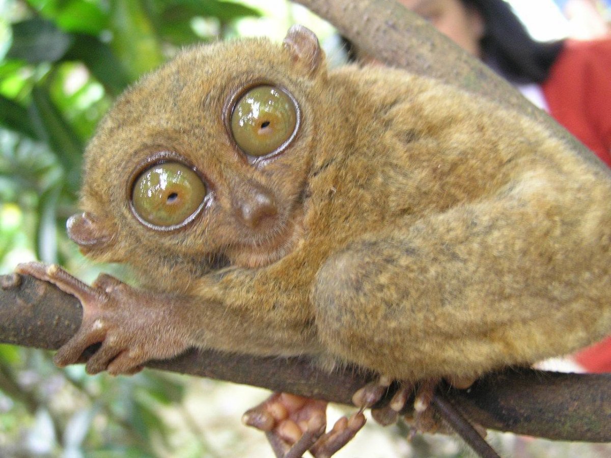 Ленивец Лори