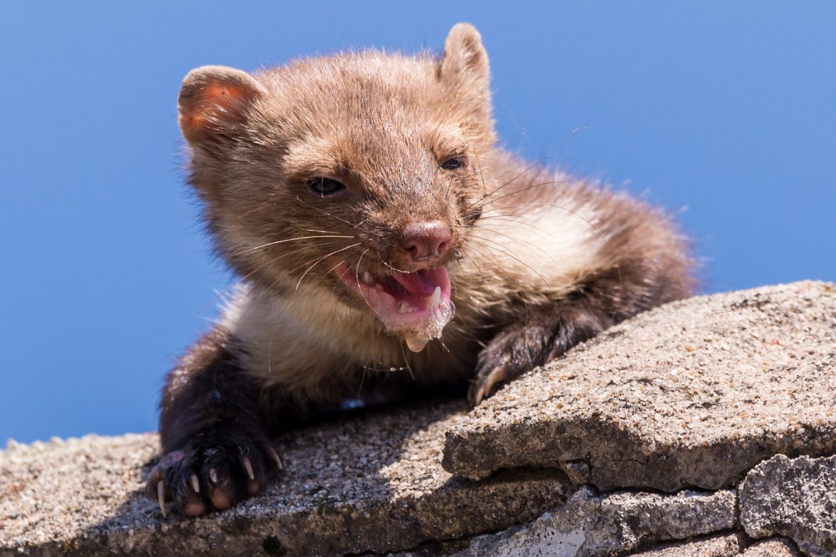 Свадьба хорек