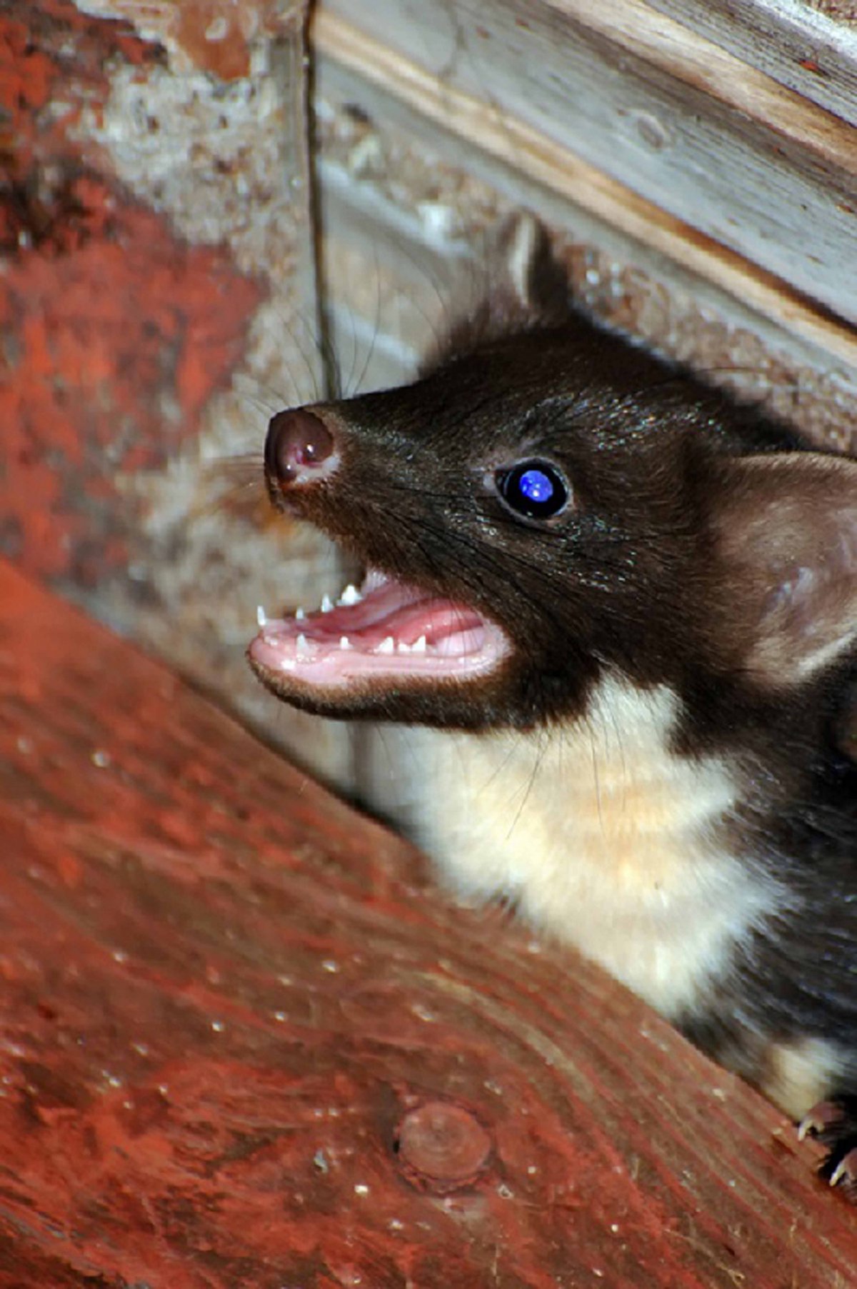 Харза череп