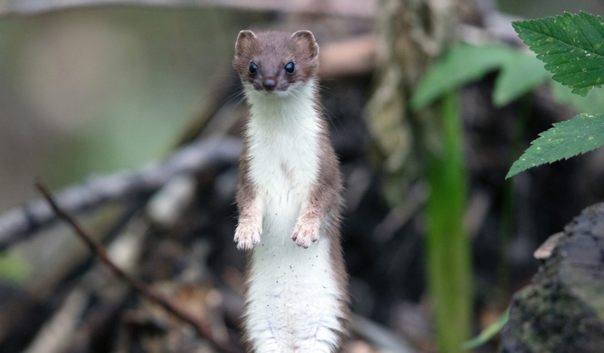 Панцерягер 3