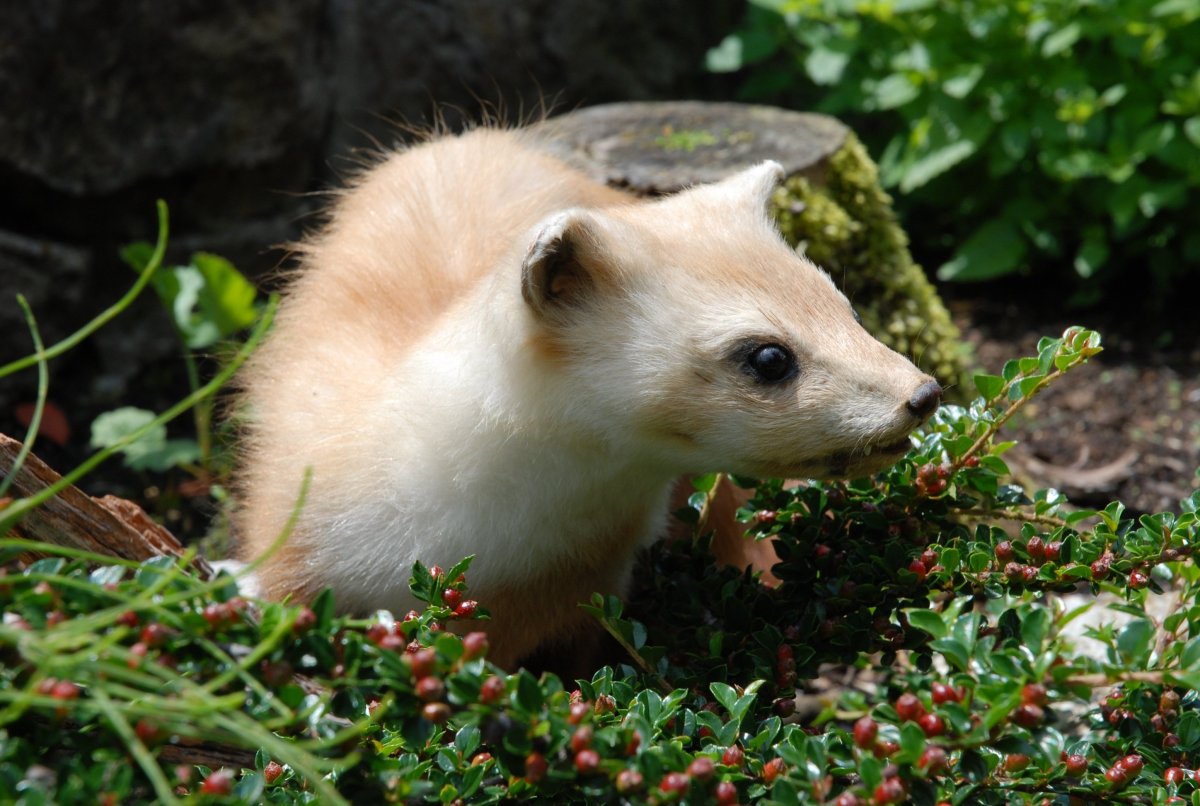 Норка для кошки