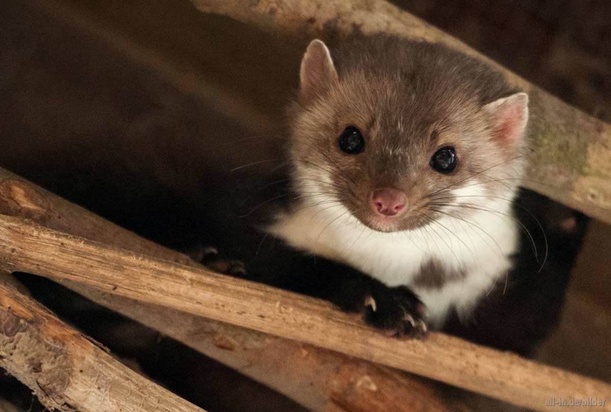 Соболь Баргузинский животное