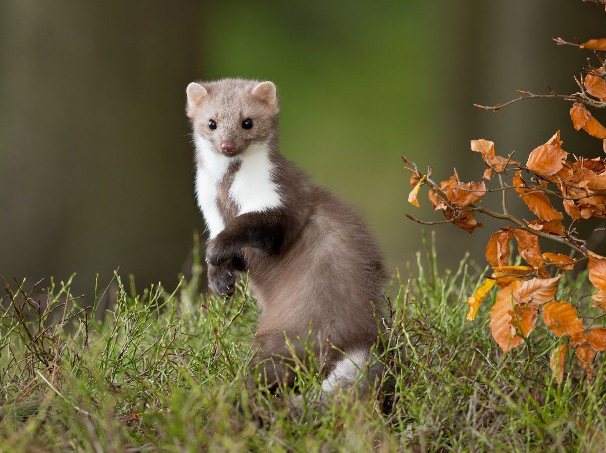 Marder-frei против крыс