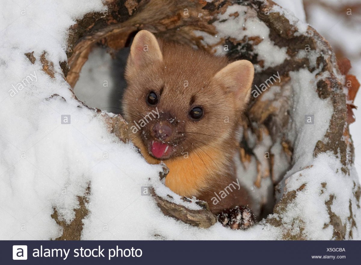 Лесная куница Воронежского заповедника