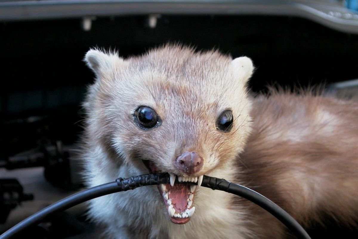 Колонок животное