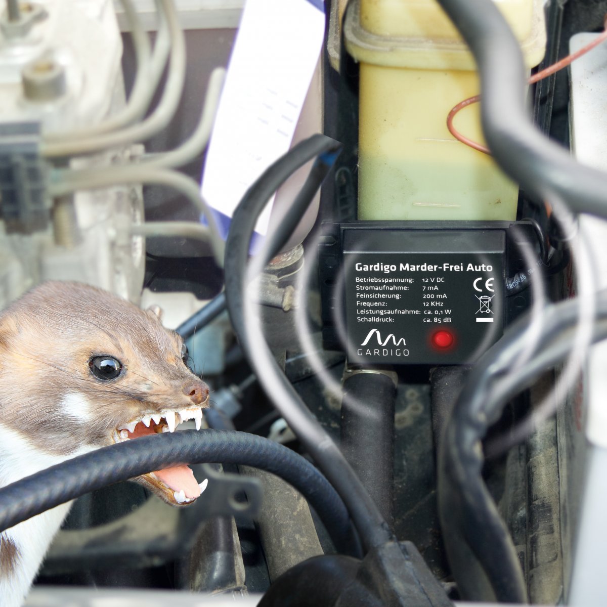 Сан животное