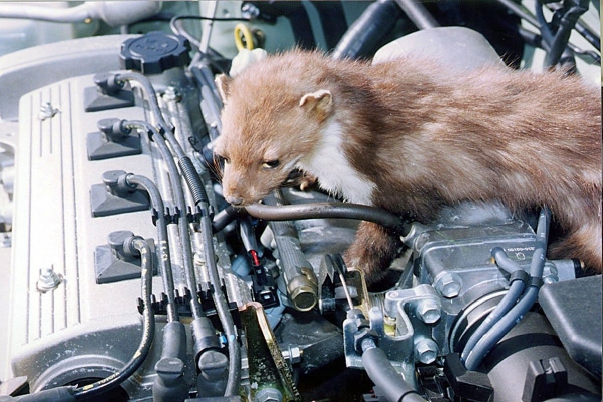 Аллан Диксон селфи с животными