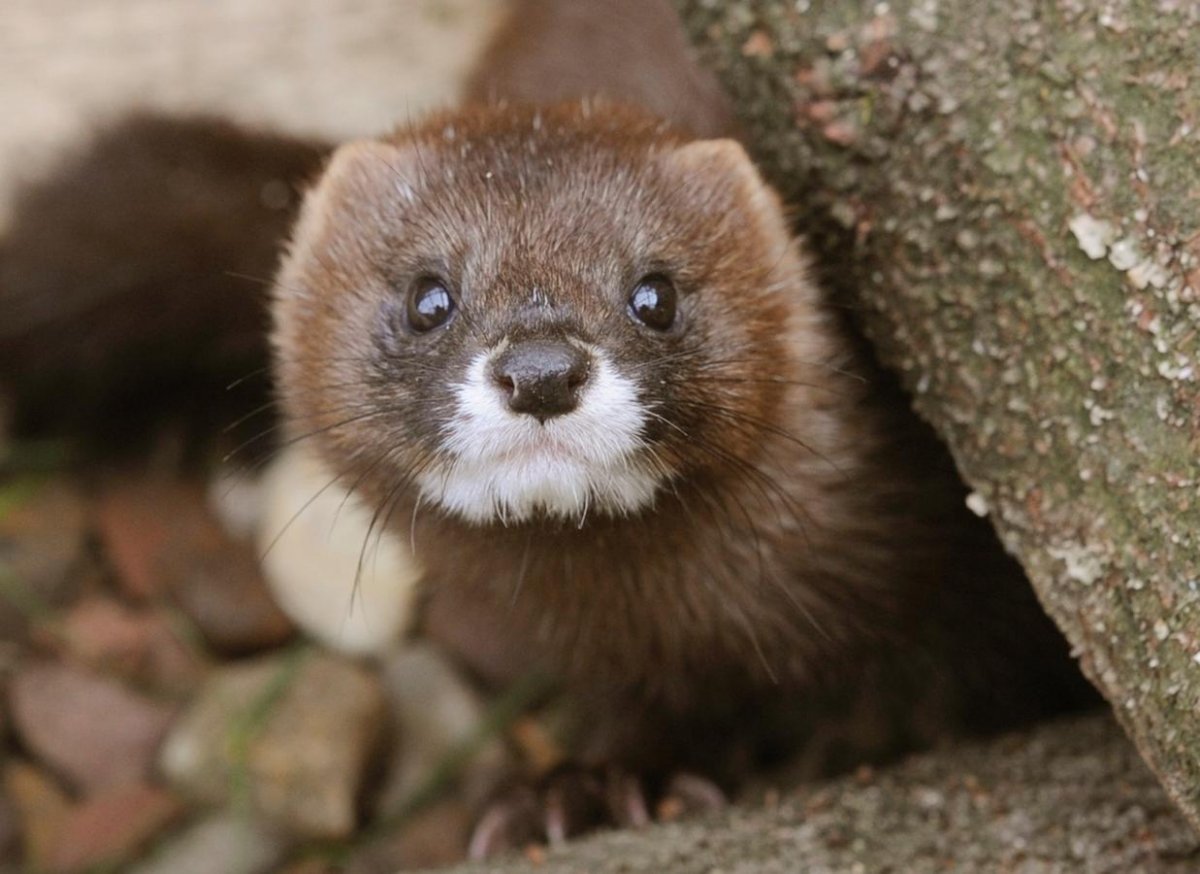 Хорь автомобиль