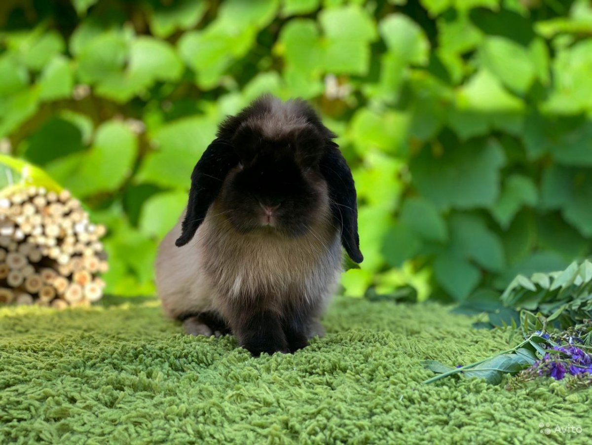 Череп Харзы