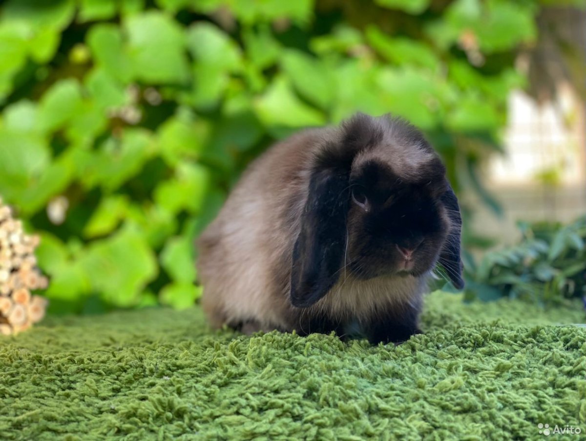 Wiesel животное