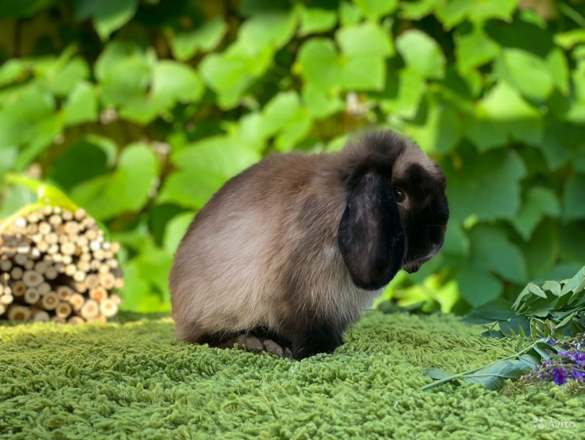 Животные из инстаграма