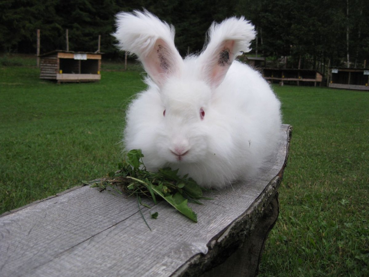 Кролик ангорский (Дамский)