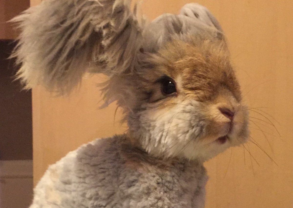 Ушастый ангорский кролик