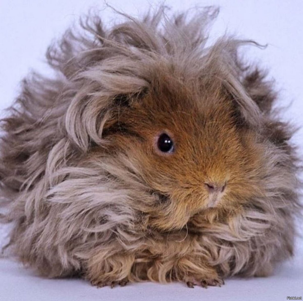 Кучерявая морская Свинка