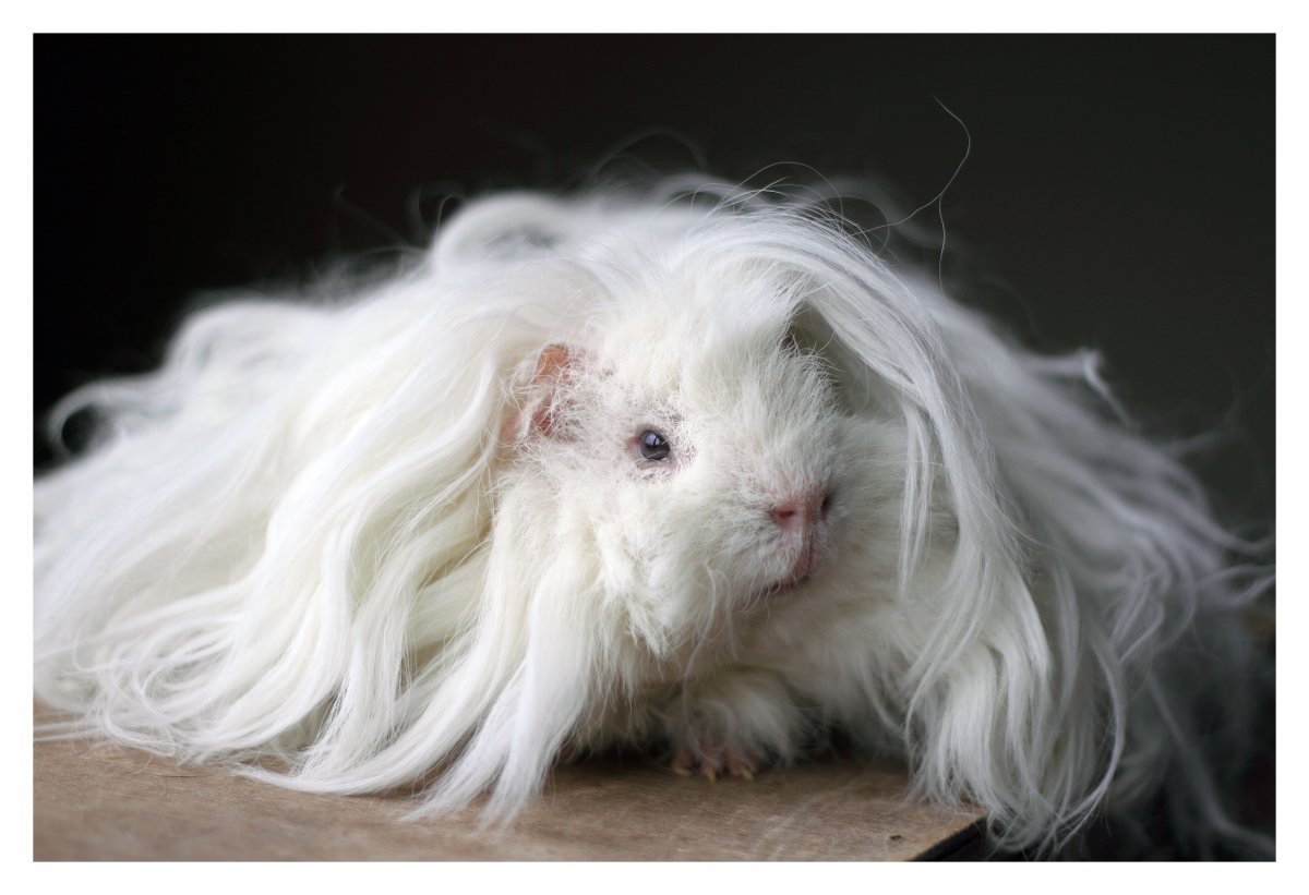 Волнистый кролик