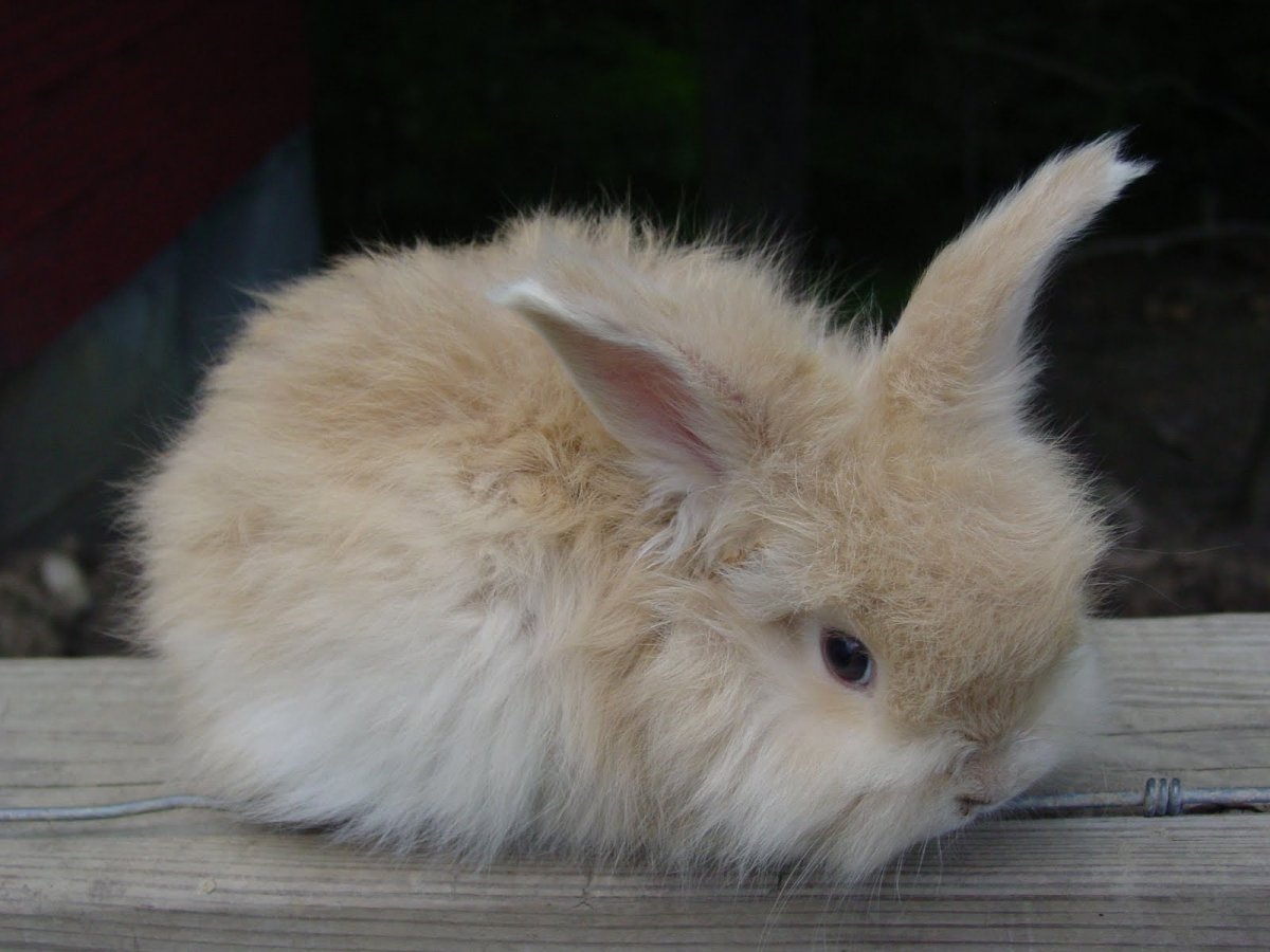 Кролик кукла Эдвардс