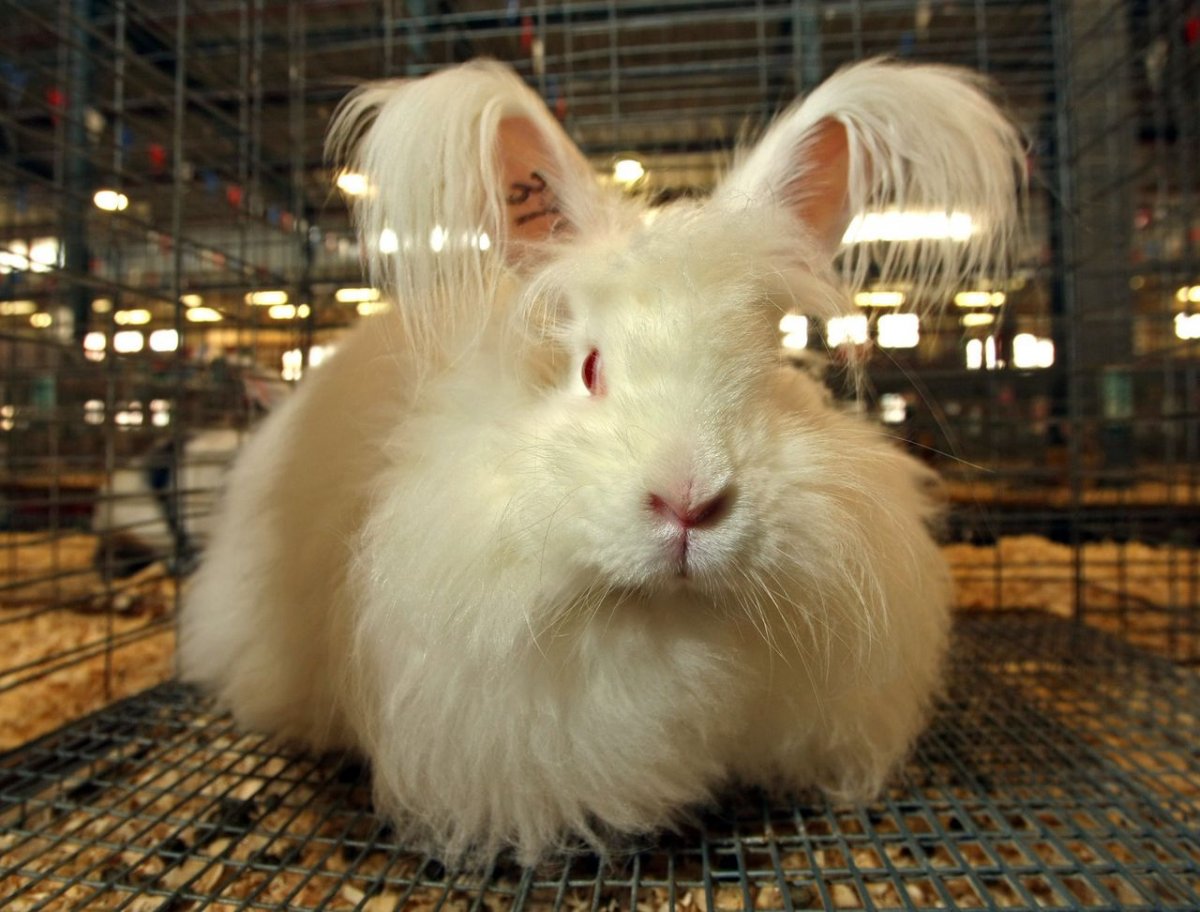 Кудрявый кролик порода