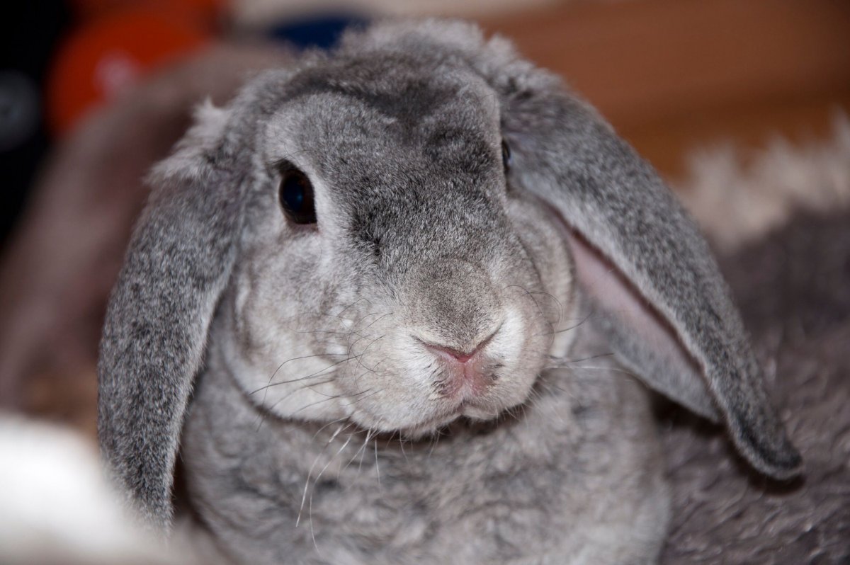 Кудрявый кролик порода