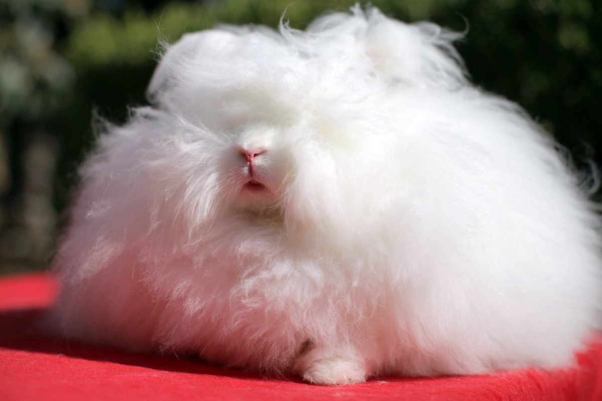 Милые кролики